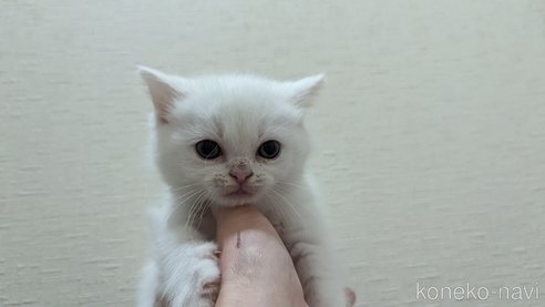 成約済の広島県のその他の猫種-79155の37枚目