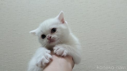 成約済の広島県のその他の猫種-79155の33枚目
