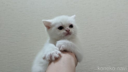 成約済の広島県のその他の猫種-79155の34枚目