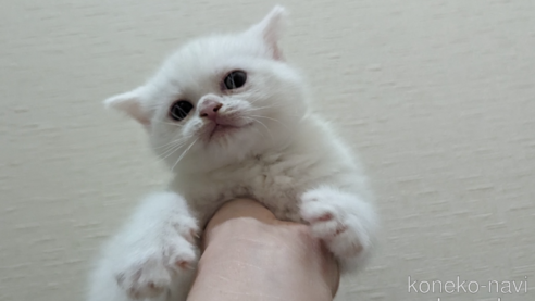 成約済の広島県のその他の猫種-79155の32枚目