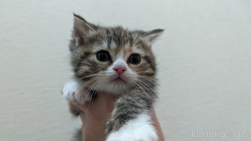 成約済の広島県のその他の猫種-79154の59枚目