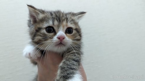 成約済の広島県のその他の猫種-79154の60枚目