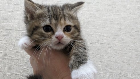 成約済の広島県のその他の猫種-79154の56枚目