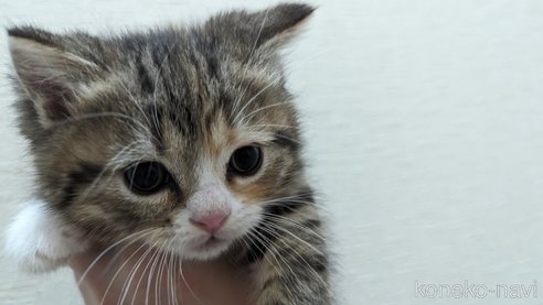 成約済の広島県のその他の猫種-79154の57枚目
