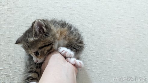成約済の広島県のその他の猫種-79154の58枚目