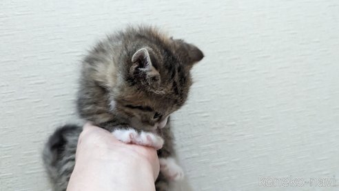 成約済の広島県のその他の猫種-79154の53枚目