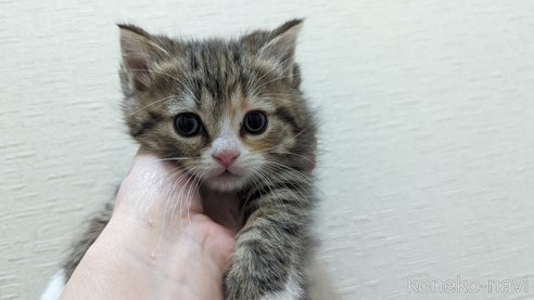 成約済の広島県のその他の猫種-79154の54枚目