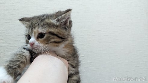 成約済の広島県のその他の猫種-79154の51枚目