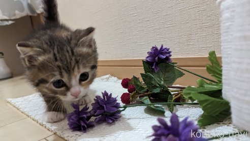 成約済の広島県のその他の猫種-79154の52枚目