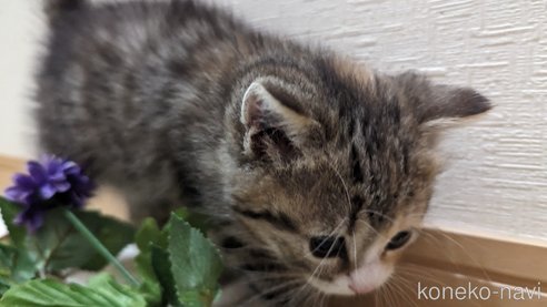 成約済の広島県のその他の猫種-79154の49枚目