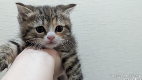 成約済の広島県のその他の猫種-79154の48枚目