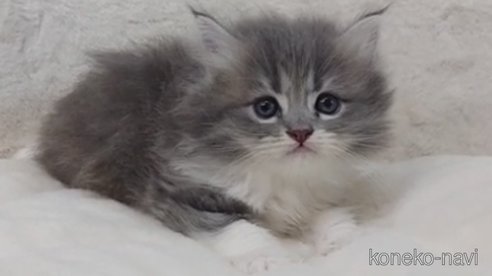 成約済の埼玉県のサイベリアン-83406の4枚目