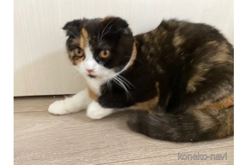 成約済の茨城県のスコティッシュフォールド-74286の2枚目