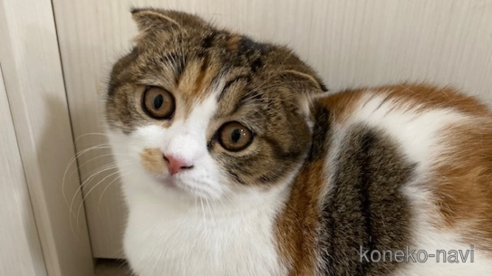 成約済の茨城県のスコティッシュフォールド-74287