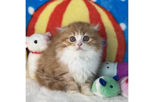 成約済の愛知県のスコティッシュフォールド(折れ耳)-79326の1枚目
