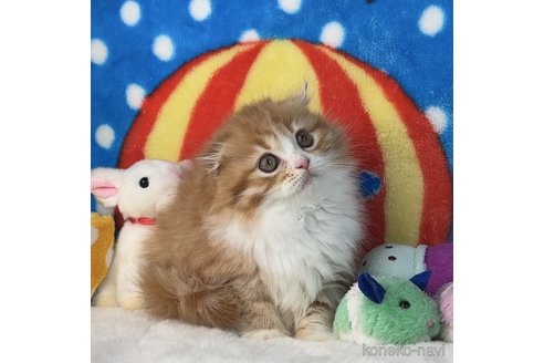 成約済の愛知県のスコティッシュフォールド(折れ耳)-79326の3枚目