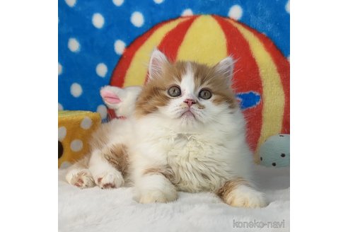 成約済の愛知県のスコティッシュフォールド-79323の3枚目