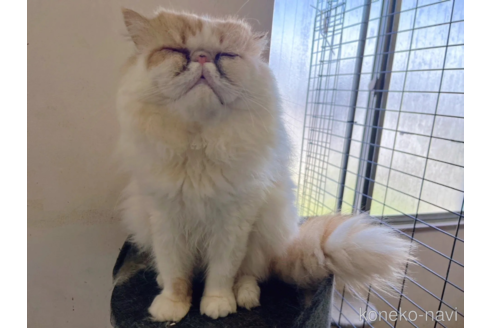 成約済の千葉県のエキゾチックロングヘア-82437の7枚目