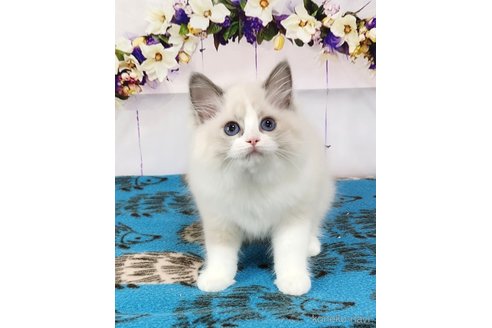 成約済の奈良県のラグドール-76714の5枚目