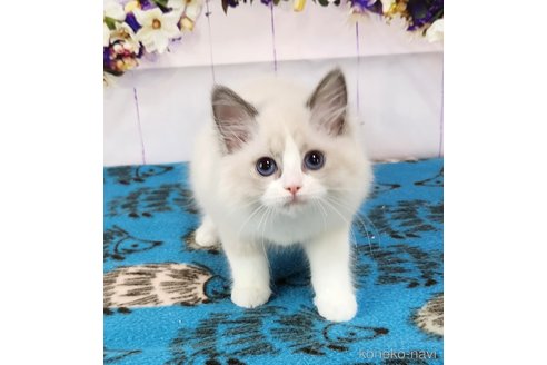 成約済の奈良県のラグドール-76714の2枚目