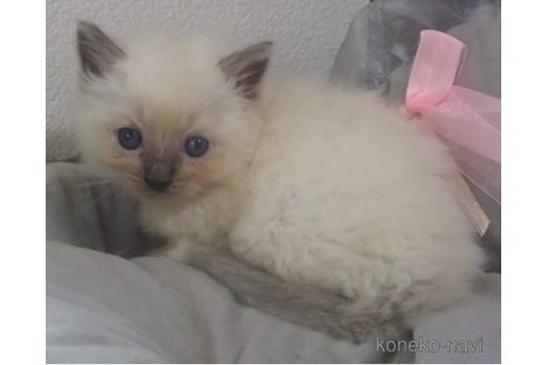 成約済の大阪府のラグドール-83732の8枚目
