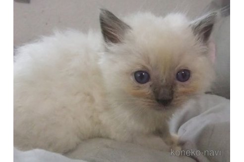 成約済の大阪府のラグドール-83732の2枚目