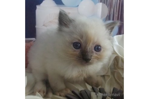 成約済の大阪府のラグドール-83732の3枚目