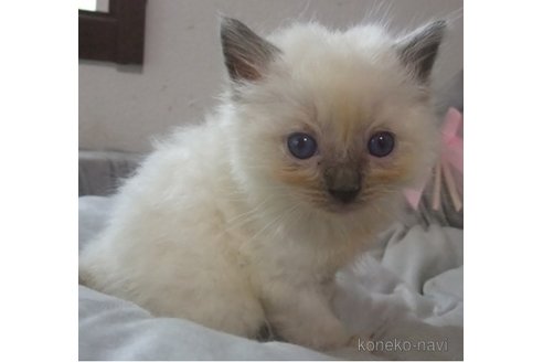 成約済の大阪府のラグドール-83732の6枚目