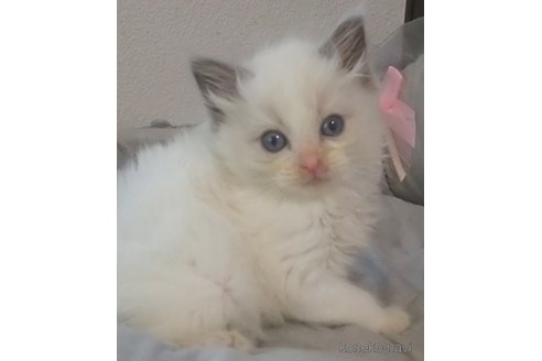 成約済の大阪府のラグドール-83733の3枚目