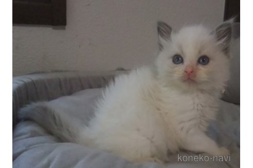 成約済の大阪府のラグドール-83733の2枚目