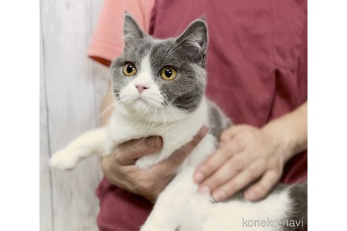 成約済の静岡県のブリティッシュショートヘア-83764の5枚目
