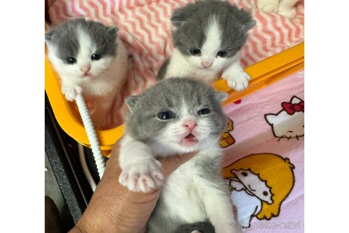 成約済の群馬県のスコティッシュフォールド(折れ耳)-83774の2枚目