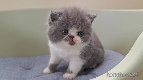 成約済の岐阜県のエキゾチックショートヘア-83778の4枚目