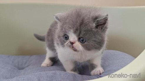 成約済の岐阜県のエキゾチックショートヘア-83778の6枚目
