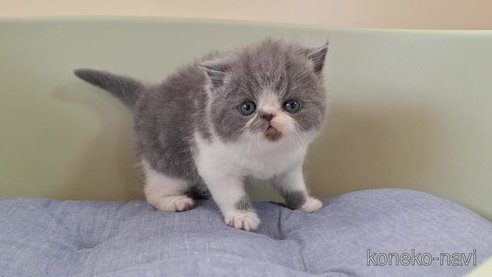 成約済の岐阜県のエキゾチックショートヘア-83778の2枚目