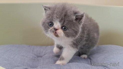 成約済の岐阜県のエキゾチックショートヘア-83778の5枚目