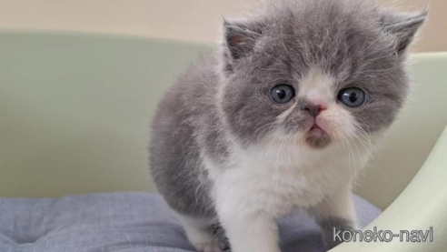 成約済の岐阜県のエキゾチックショートヘア-83778の1枚目