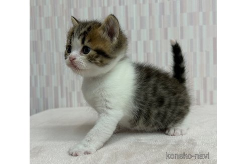 成約済の千葉県のスコティッシュフォールド-83783の3枚目