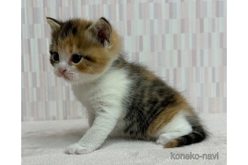 成約済の千葉県のスコティッシュフォールド-83784の2枚目