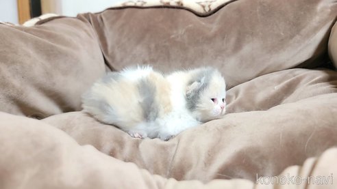 成約済の長野県のエキゾチックショートヘア-83815の6枚目