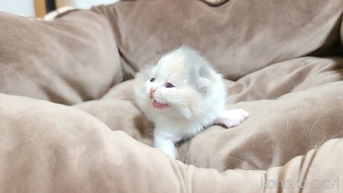 成約済の長野県のエキゾチックショートヘア-83815の2枚目