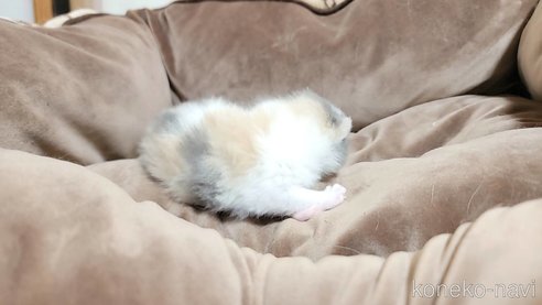 成約済の長野県のエキゾチックショートヘア-83815の4枚目