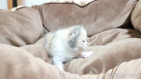 成約済の長野県のエキゾチックショートヘア-83815の3枚目
