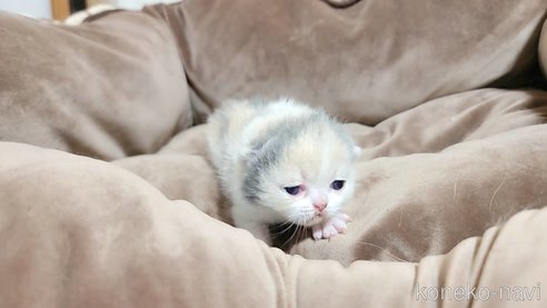 成約済の長野県のエキゾチックショートヘア-83815の5枚目