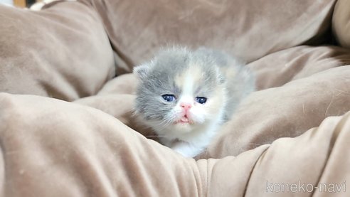 成約済の長野県のエキゾチックショートヘア-83817の4枚目