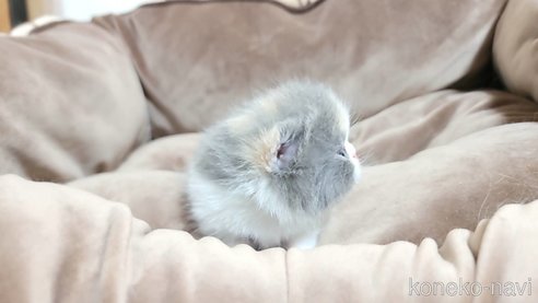 成約済の長野県のエキゾチックショートヘア-83817の5枚目