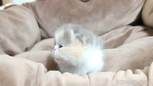 成約済の長野県のエキゾチックショートヘア-83817の3枚目