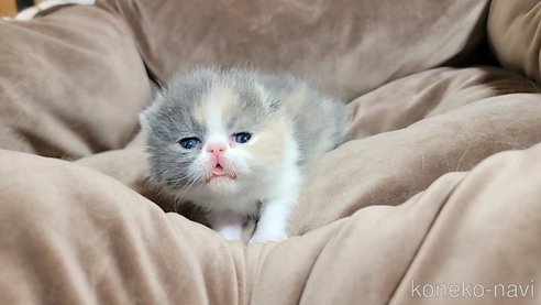 成約済の長野県のエキゾチックショートヘア-83817の2枚目