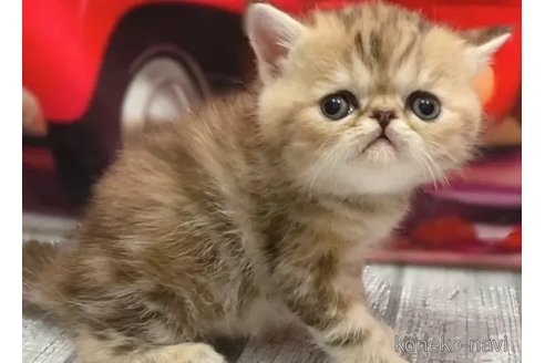 成約済の愛知県のエキゾチックショートヘア-83816の3枚目