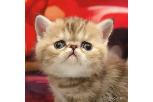 成約済の愛知県のエキゾチックショートヘア-83816の1枚目